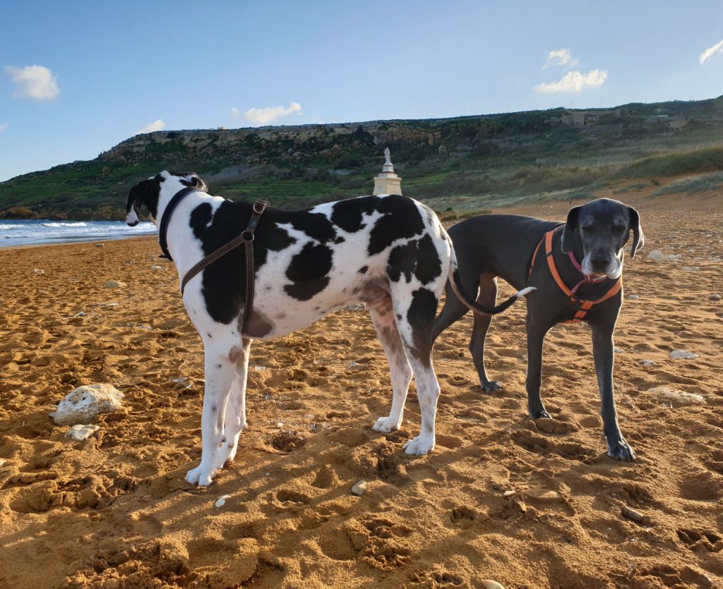 animal transportation dogs