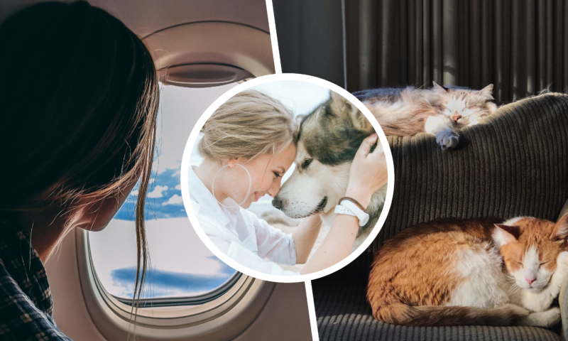 moving abroad with pets