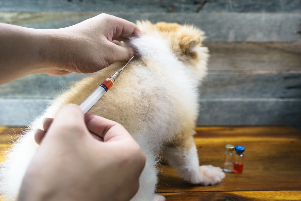 vaccinations moving abroad with pet