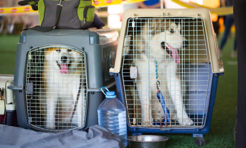 The Latest Pet Travel Updates Due to COVID-19 Restrictions